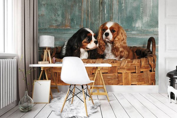 Foto tapeta - King Charles Spaniel (152,5x104 cm)