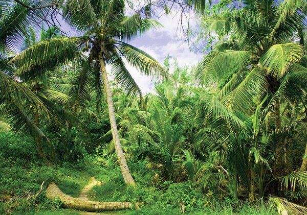Foto tapeta - Palme (152,5x104 cm)