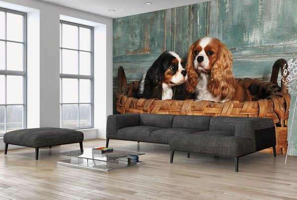 Foto tapeta - King Charles Spaniel (152,5x104 cm)