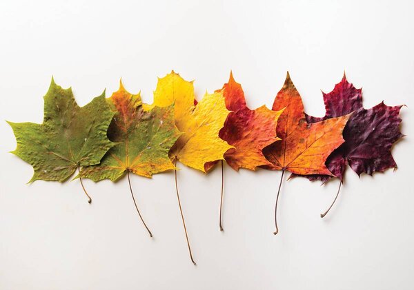 Foto tapeta - Jesenje lišće (152,5x104 cm)