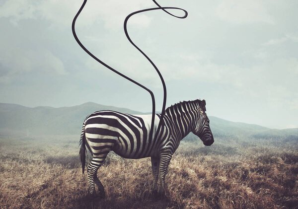 Foto tapeta - Zebra (152,5x104 cm)