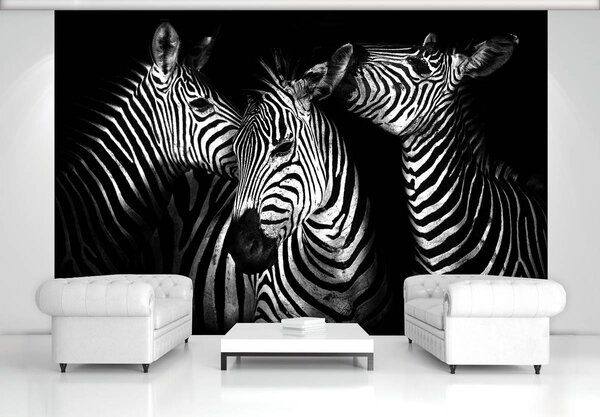 Foto tapeta - Zebra (152,5x104 cm)