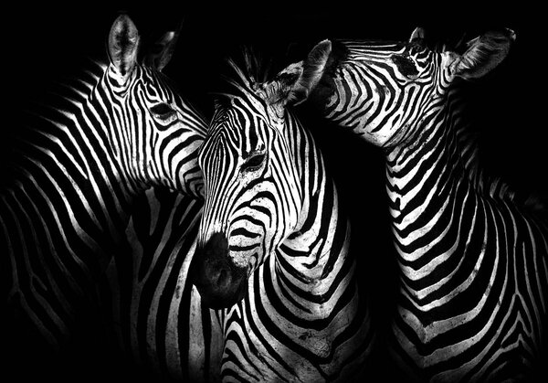 Foto tapeta - Zebra (152,5x104 cm)