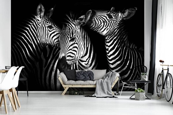 Foto tapeta - Zebra (152,5x104 cm)