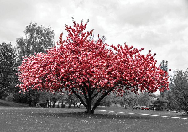 Foto tapeta - Stablo (152,5x104 cm)