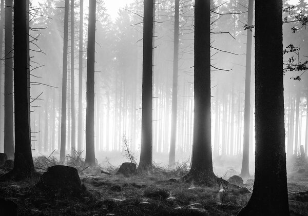 Foto tapeta - Stabla (152,5x104 cm)