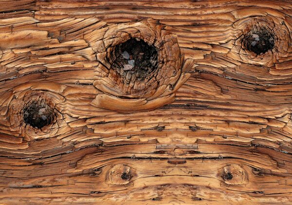 Foto tapeta - Detalj drveta (152,5x104 cm)