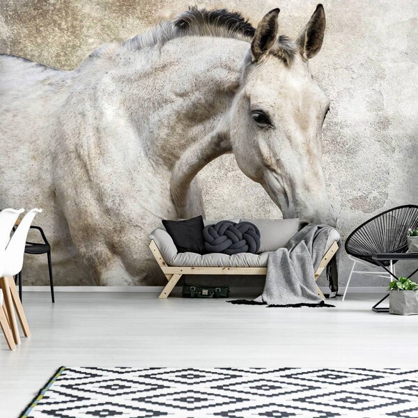 Foto tapeta - Konj (152,5x104 cm)