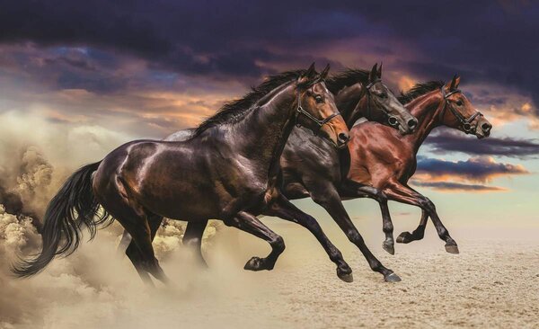 Foto tapeta - Konj (152,5x104 cm)