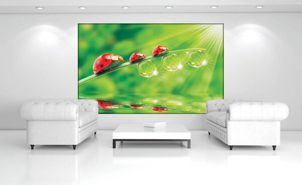Foto tapeta - Cvijeće (152,5x104 cm)