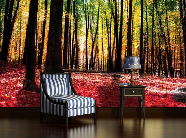 Foto tapeta - Šuma (152,5x104 cm)