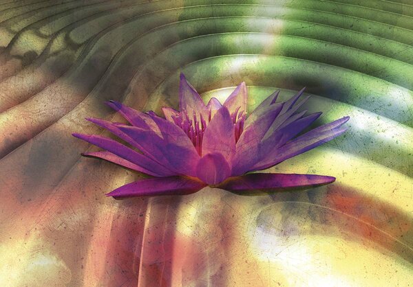 Foto tapeta - Lily 3D (152,5x104 cm)