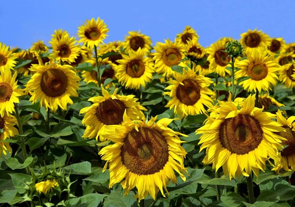 Foto tapeta - Suncokret (152,5x104 cm)