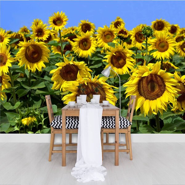 Foto tapeta - Suncokret (152,5x104 cm)