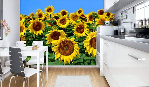 Foto tapeta - Suncokret (152,5x104 cm)
