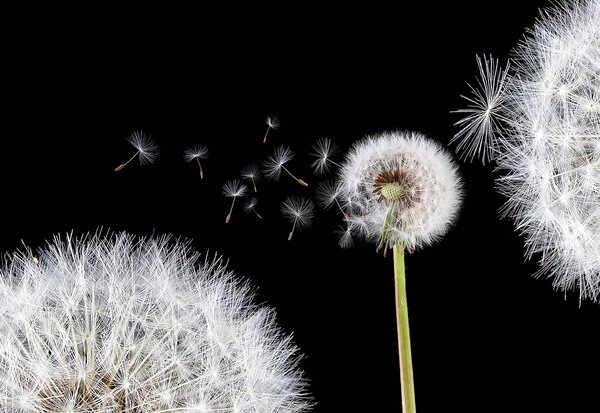 Foto tapeta - Maslačak (152,5x104 cm)