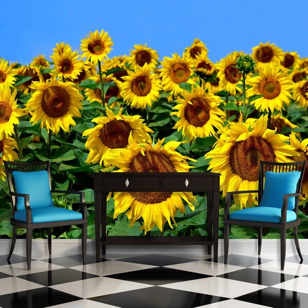 Foto tapeta - Suncokret (152,5x104 cm)