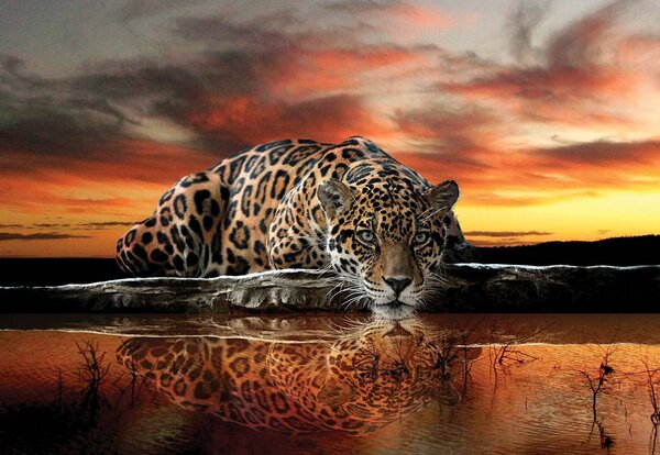Foto tapeta - Jaguar (152,5x104 cm)