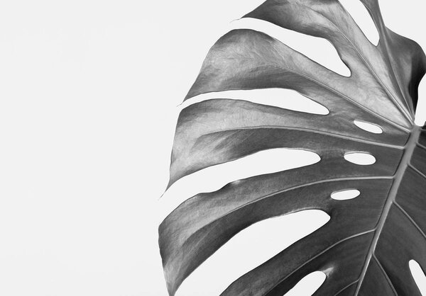 Foto tapeta - List (152,5x104 cm)