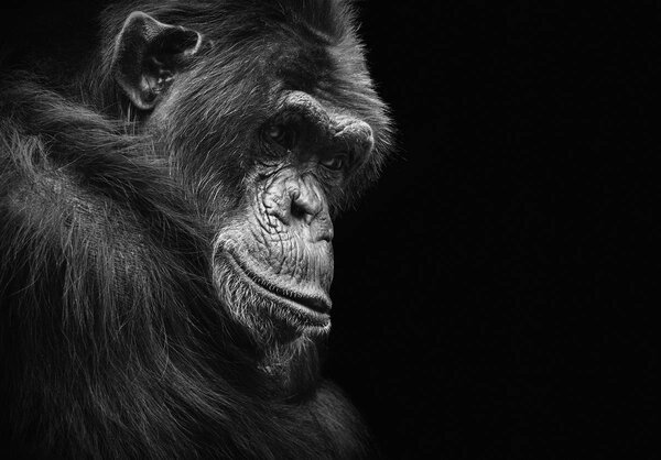 Foto tapeta - Gorila (152,5x104 cm)