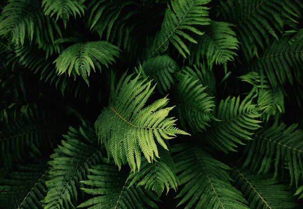 Foto tapeta - Lišće (152,5x104 cm)