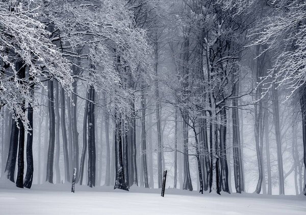 Foto tapeta - Zima (152,5x104 cm)