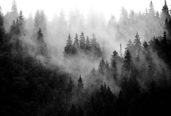 Foto tapeta - Šuma u magli (152,5x104 cm)