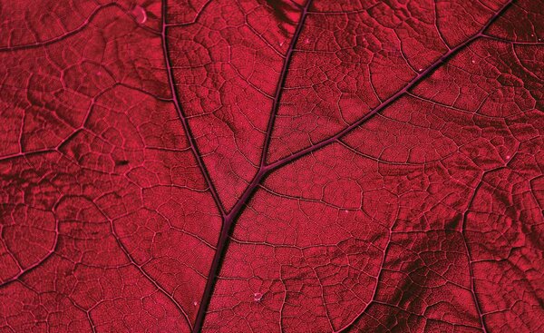 Foto tapeta - Makro list - crven (152,5x104 cm)
