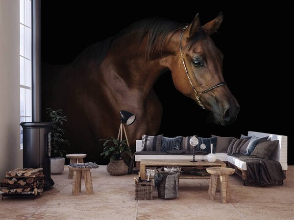 Foto tapeta - Smeđi konj na crnoj pozadini (152,5x104 cm)