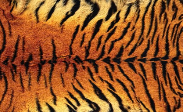 Foto tapeta - Uzorak tigra (152,5x104 cm)