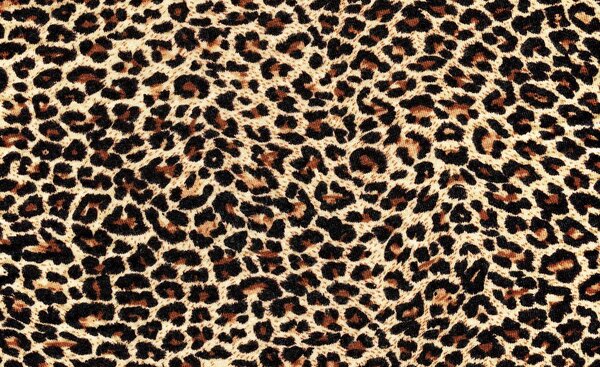 Foto tapeta - Leopardovo krzno (152,5x104 cm)