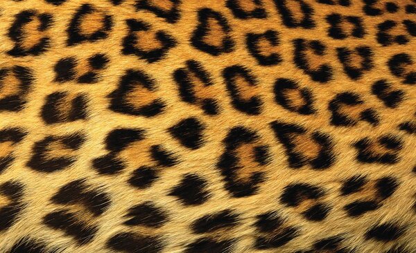 Foto tapeta - Leopardovo krzno (152,5x104 cm)