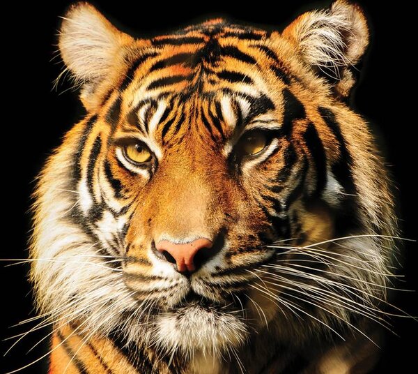 Foto tapeta - Veličanstveni tigar (152,5x104 cm)