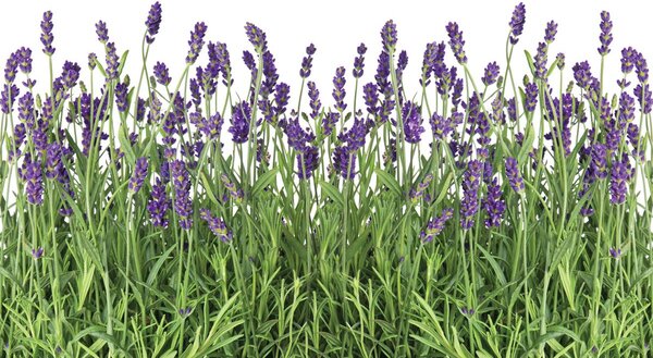 Foto tapeta - Lavanda (152,5x104 cm)