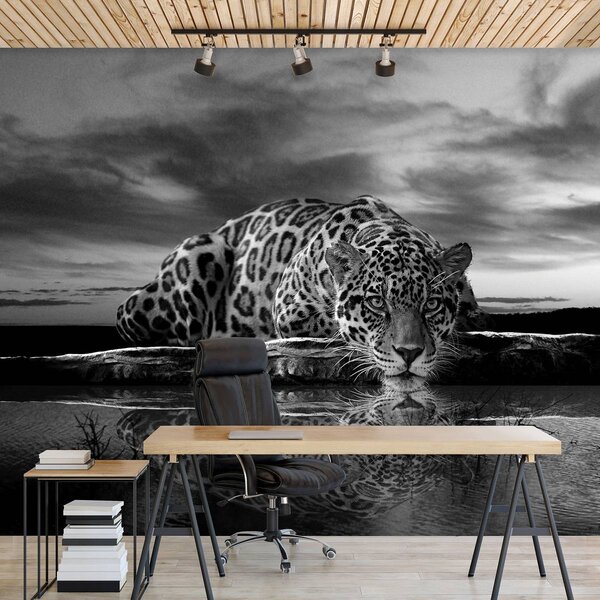 Foto tapeta - Puzajući Jaguar u crno-bijeloj boji (152,5x104 cm)