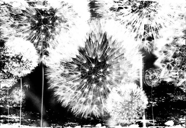 Foto tapeta - Maslačak (152,5x104 cm)