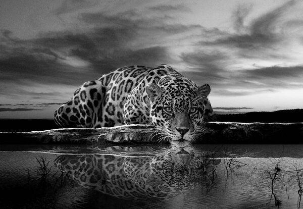 Foto tapeta - Puzajući Jaguar u crno-bijeloj boji (152,5x104 cm)