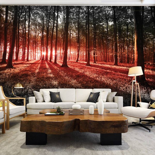 Foto tapeta - Šuma (152,5x104 cm)