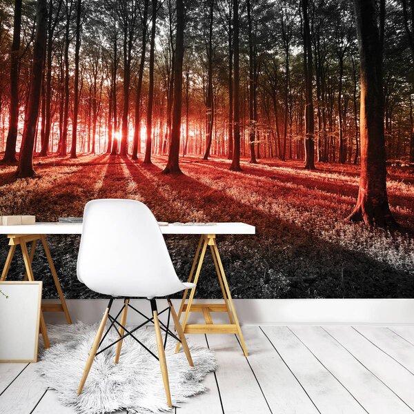 Foto tapeta - Šuma (152,5x104 cm)