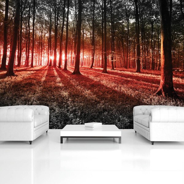 Foto tapeta - Šuma (152,5x104 cm)