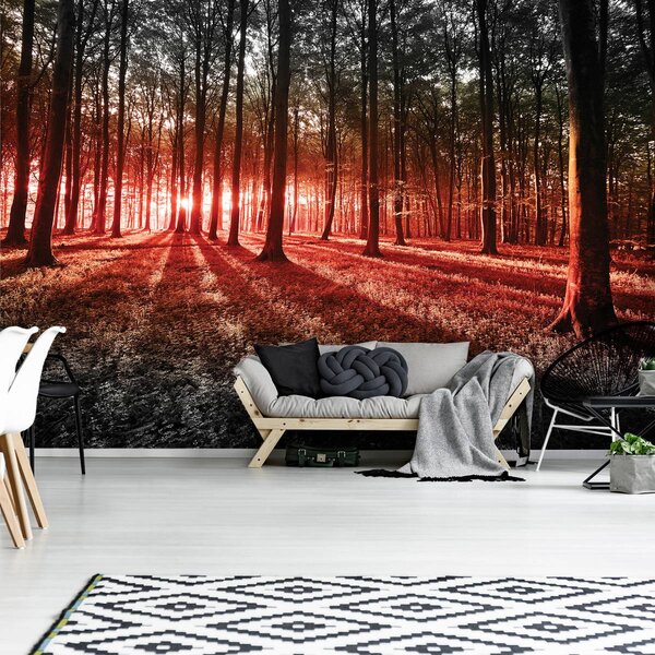 Foto tapeta - Šuma (152,5x104 cm)