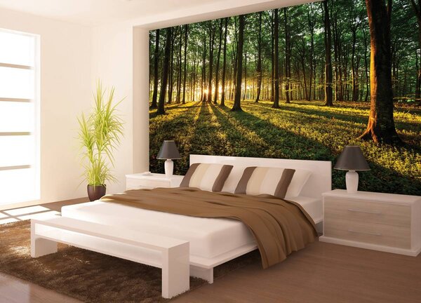 Foto tapeta - Šuma (152,5x104 cm)