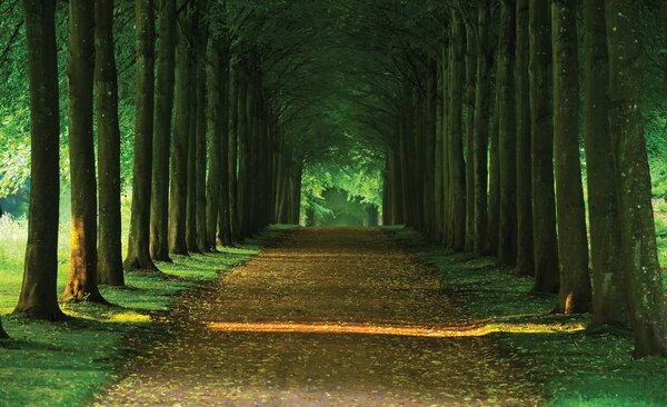 Foto tapeta - Aleja (152,5x104 cm)