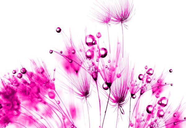 Foto tapeta - Rosa - ružičasta (152,5x104 cm)