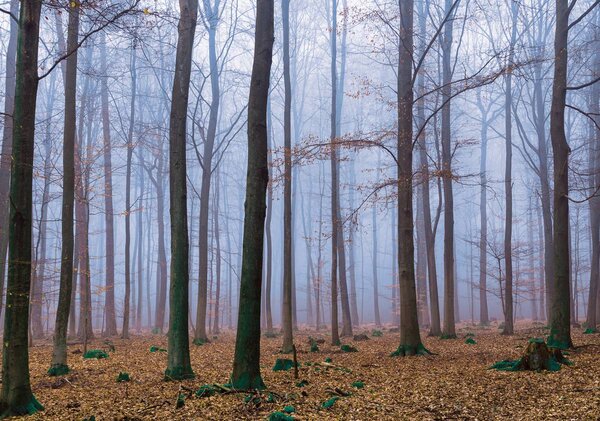 Foto tapeta - Šuma (152,5x104 cm)
