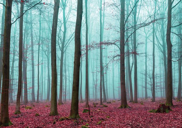 Foto tapeta - Šuma (152,5x104 cm)