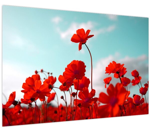 Slika polja s svetlo rdečimi cvetovi (90x60 cm)