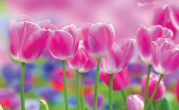 Foto tapeta - Tulipani (152,5x104 cm)
