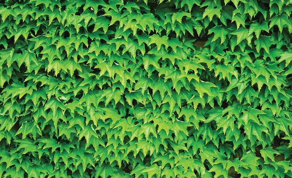 Foto tapeta - Lišće (152,5x104 cm)