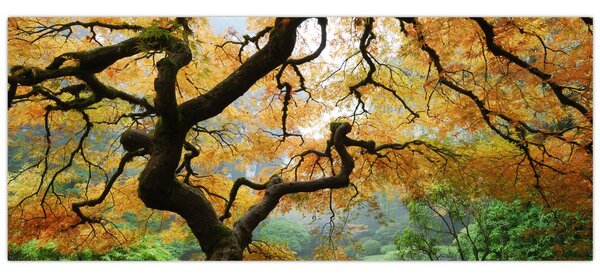 Slika rumenega japonskega javorja, Portland, Oregon (120x50 cm)